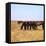 Herd of Horses Grazing on the Hortobagy Plaza-CM Dixon-Framed Stretched Canvas