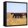 Herd of Horses Grazing on the Hortobagy Plaza-CM Dixon-Framed Stretched Canvas