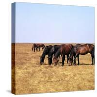 Herd of Horses Grazing on the Hortobagy Plaza-CM Dixon-Stretched Canvas