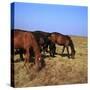 Herd of Horses Grazing on the Hortobagy Plaza-CM Dixon-Stretched Canvas