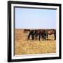 Herd of Horses Grazing on the Hortobagy Plaza-CM Dixon-Framed Photographic Print