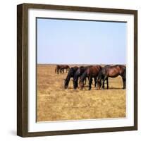 Herd of Horses Grazing on the Hortobagy Plaza-CM Dixon-Framed Photographic Print