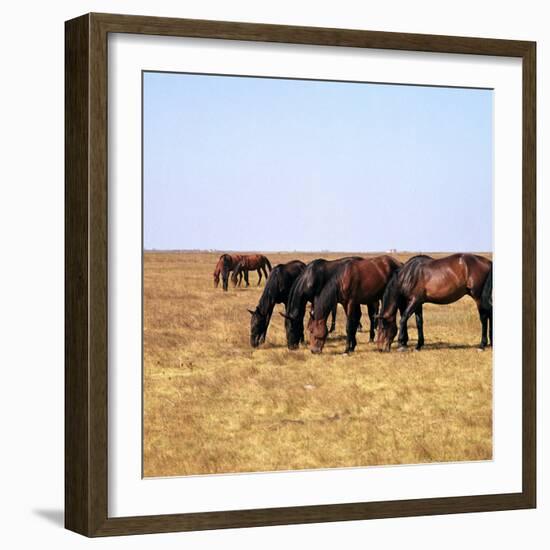 Herd of Horses Grazing on the Hortobagy Plaza-CM Dixon-Framed Photographic Print