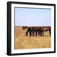Herd of Horses Grazing on the Hortobagy Plaza-CM Dixon-Framed Photographic Print