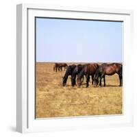 Herd of Horses Grazing on the Hortobagy Plaza-CM Dixon-Framed Photographic Print