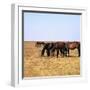 Herd of Horses Grazing on the Hortobagy Plaza-CM Dixon-Framed Photographic Print