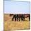 Herd of Horses Grazing on the Hortobagy Plaza-CM Dixon-Mounted Photographic Print