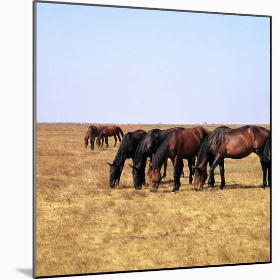 Herd of Horses Grazing on the Hortobagy Plaza-CM Dixon-Mounted Photographic Print