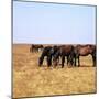 Herd of Horses Grazing on the Hortobagy Plaza-CM Dixon-Mounted Photographic Print