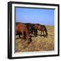 Herd of Horses Grazing on the Hortobagy Plaza-CM Dixon-Framed Photographic Print