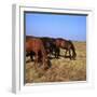 Herd of Horses Grazing on the Hortobagy Plaza-CM Dixon-Framed Photographic Print