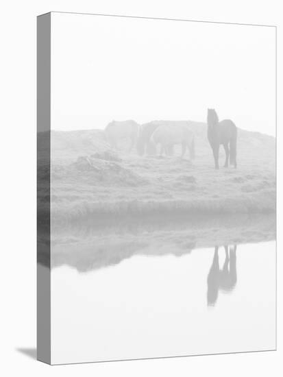 Herd of Horses in the Mist, Iceland-Nadia Isakova-Stretched Canvas