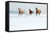 Herd of Horses in Winter-Alexia Khruscheva-Framed Stretched Canvas