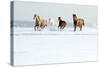 Herd of Horses in Winter-Alexia Khruscheva-Stretched Canvas