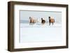 Herd of Horses in Winter-Alexia Khruscheva-Framed Photographic Print