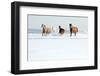 Herd of Horses in Winter-Alexia Khruscheva-Framed Photographic Print