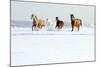 Herd of Horses in Winter-Alexia Khruscheva-Mounted Photographic Print