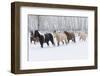 Herd of horses in winters snow, Hideout Ranch, Shell, Wyoming.-Darrell Gulin-Framed Photographic Print