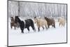 Herd of horses in winters snow, Hideout Ranch, Shell, Wyoming.-Darrell Gulin-Mounted Photographic Print
