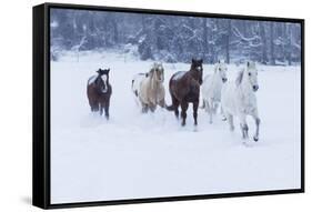 Herd of horses in winters snow, Hideout Ranch, Shell, Wyoming.-Darrell Gulin-Framed Stretched Canvas