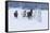 Herd of horses in winters snow, Hideout Ranch, Shell, Wyoming.-Darrell Gulin-Framed Stretched Canvas