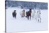 Herd of horses in winters snow, Hideout Ranch, Shell, Wyoming.-Darrell Gulin-Stretched Canvas