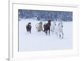 Herd of horses in winters snow, Hideout Ranch, Shell, Wyoming.-Darrell Gulin-Framed Photographic Print