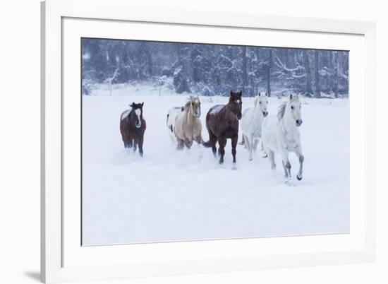 Herd of horses in winters snow, Hideout Ranch, Shell, Wyoming.-Darrell Gulin-Framed Photographic Print