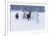 Herd of horses in winters snow, Hideout Ranch, Shell, Wyoming.-Darrell Gulin-Framed Photographic Print