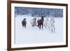 Herd of horses in winters snow, Hideout Ranch, Shell, Wyoming.-Darrell Gulin-Framed Photographic Print