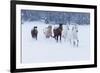 Herd of horses in winters snow, Hideout Ranch, Shell, Wyoming.-Darrell Gulin-Framed Photographic Print