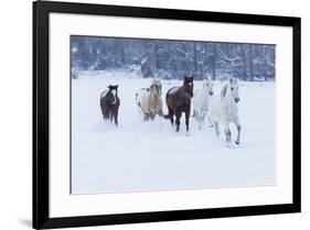 Herd of horses in winters snow, Hideout Ranch, Shell, Wyoming.-Darrell Gulin-Framed Photographic Print