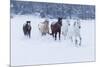 Herd of horses in winters snow, Hideout Ranch, Shell, Wyoming.-Darrell Gulin-Mounted Photographic Print