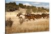 Herd of Horses Running on Dry Grassland and Brush-Sheila Haddad-Stretched Canvas