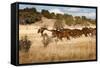 Herd of Horses Running on Dry Grassland and Brush-Sheila Haddad-Framed Stretched Canvas