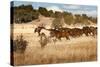 Herd of Horses Running on Dry Grassland and Brush-Sheila Haddad-Stretched Canvas