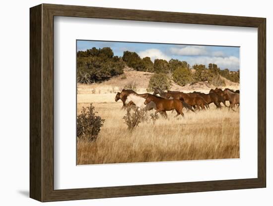 Herd of Horses Running on Dry Grassland and Brush-Sheila Haddad-Framed Photographic Print