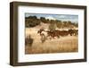 Herd of Horses Running on Dry Grassland and Brush-Sheila Haddad-Framed Photographic Print