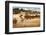 Herd of Horses Running on Dry Grassland and Brush-Sheila Haddad-Framed Photographic Print