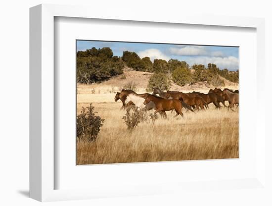 Herd of Horses Running on Dry Grassland and Brush-Sheila Haddad-Framed Photographic Print