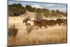 Herd of Horses Running on Dry Grassland and Brush-Sheila Haddad-Mounted Photographic Print