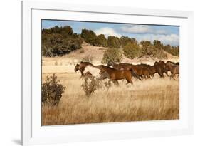 Herd of Horses Running on Dry Grassland and Brush-Sheila Haddad-Framed Photographic Print