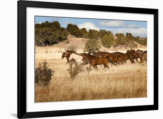 Herd of Horses Running on Dry Grassland and Brush-Sheila Haddad-Framed Photographic Print