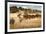 Herd of Horses Running on Dry Grassland and Brush-Sheila Haddad-Framed Photographic Print