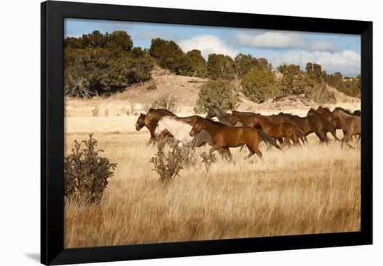 Herd of Horses Running on Dry Grassland and Brush-Sheila Haddad-Framed Photographic Print