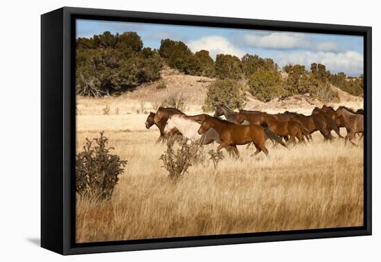 Herd of Horses Running on Dry Grassland and Brush-Sheila Haddad-Framed Stretched Canvas