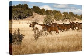 Herd of Horses Running on Dry Grassland and Brush-Sheila Haddad-Stretched Canvas