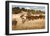 Herd of Horses Running on Dry Grassland and Brush-Sheila Haddad-Framed Photographic Print