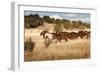 Herd of Horses Running on Dry Grassland and Brush-Sheila Haddad-Framed Photographic Print