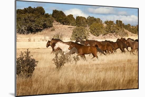 Herd of Horses Running on Dry Grassland and Brush-Sheila Haddad-Mounted Photographic Print